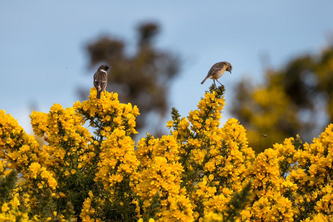 "Stonechats" stock image