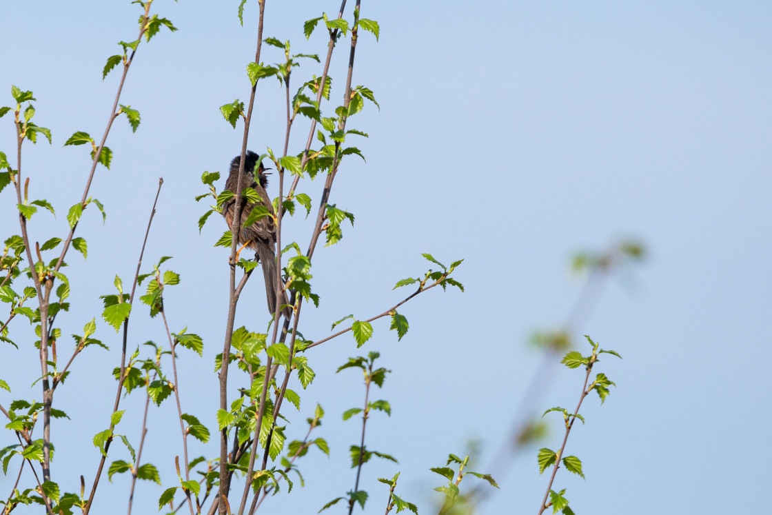 "Dartford Warbler Singing" stock image