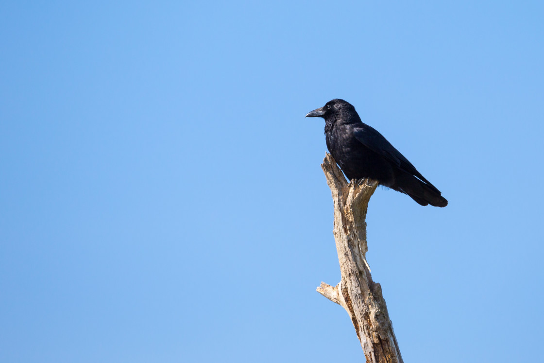 "Carrion Crow" stock image