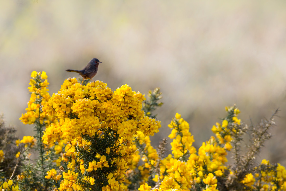 "Dartford Warbler" by Gordon England - $12.63 "Dartford Warbler" stock image