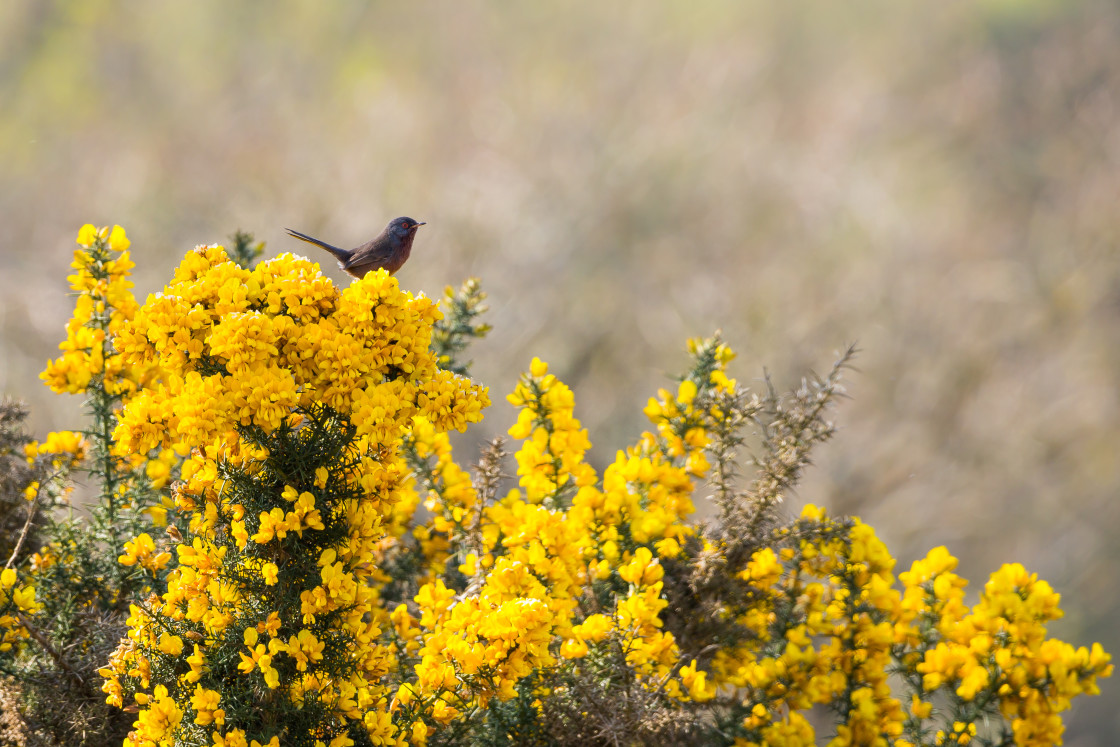 "Dartford Warbler" stock image