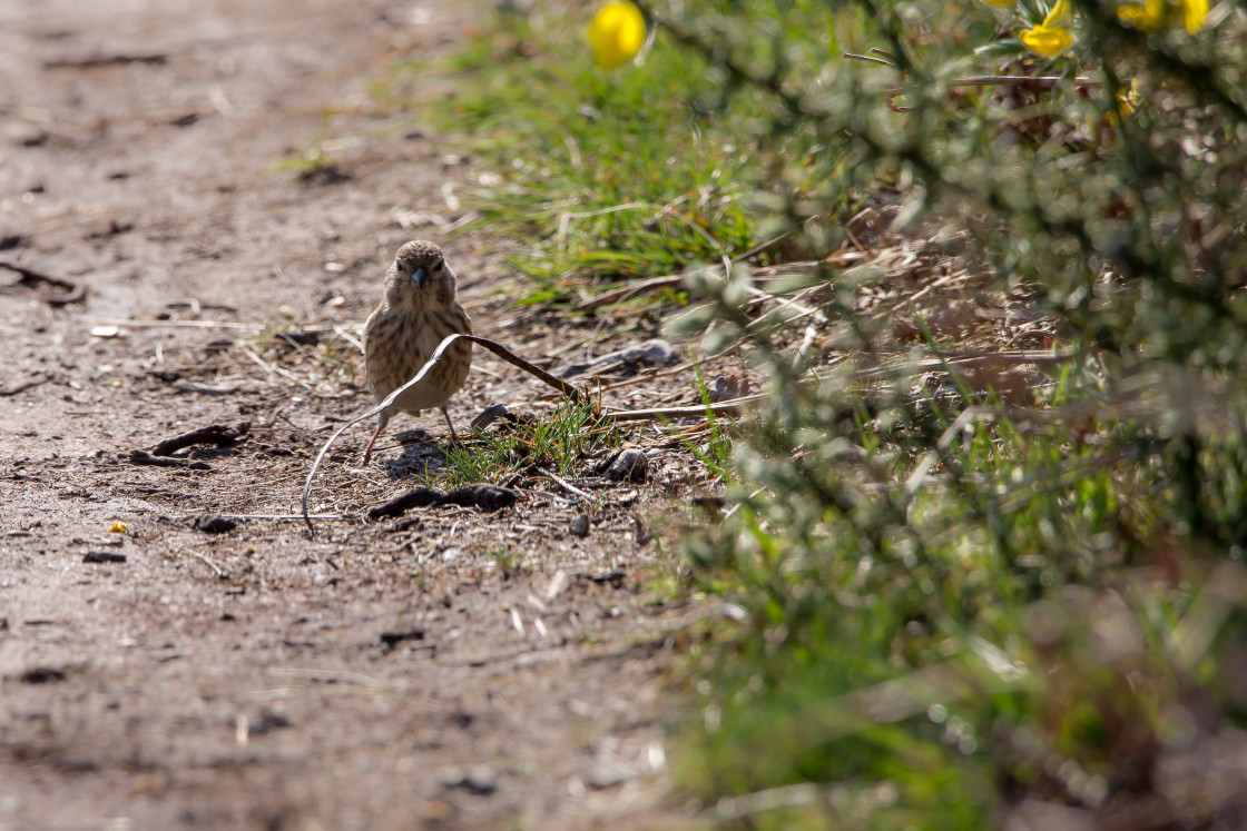 "Common Linnet (Linaria cannabina)" stock image