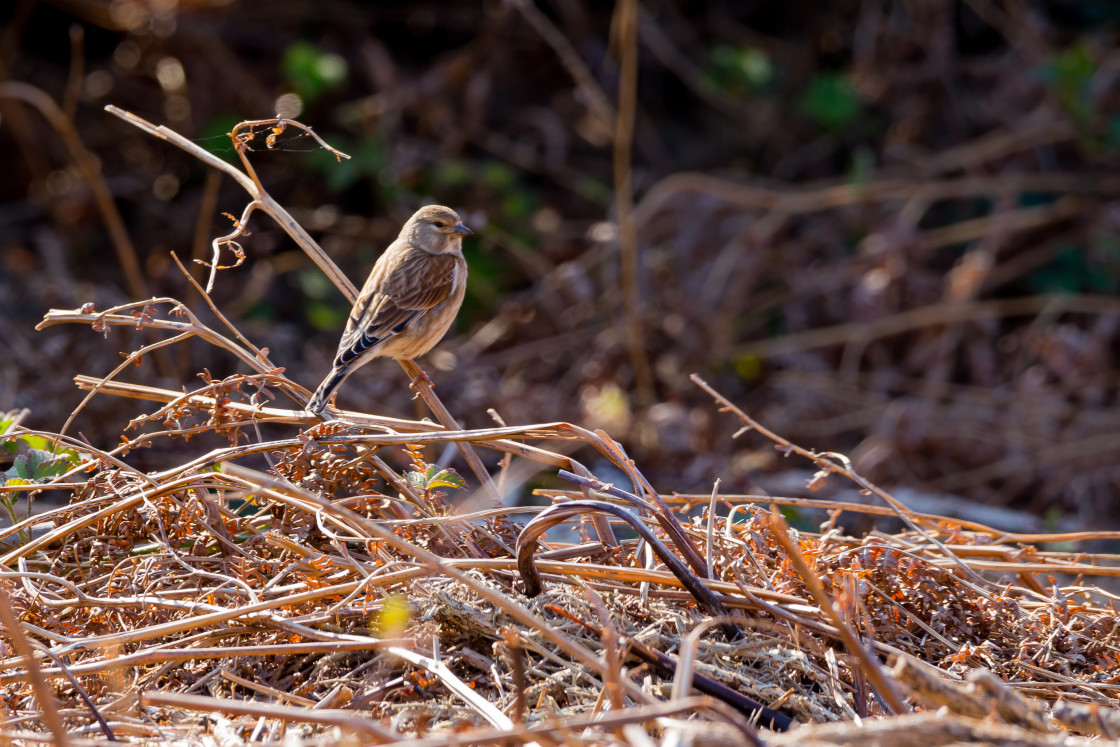 "Female Linnet" stock image