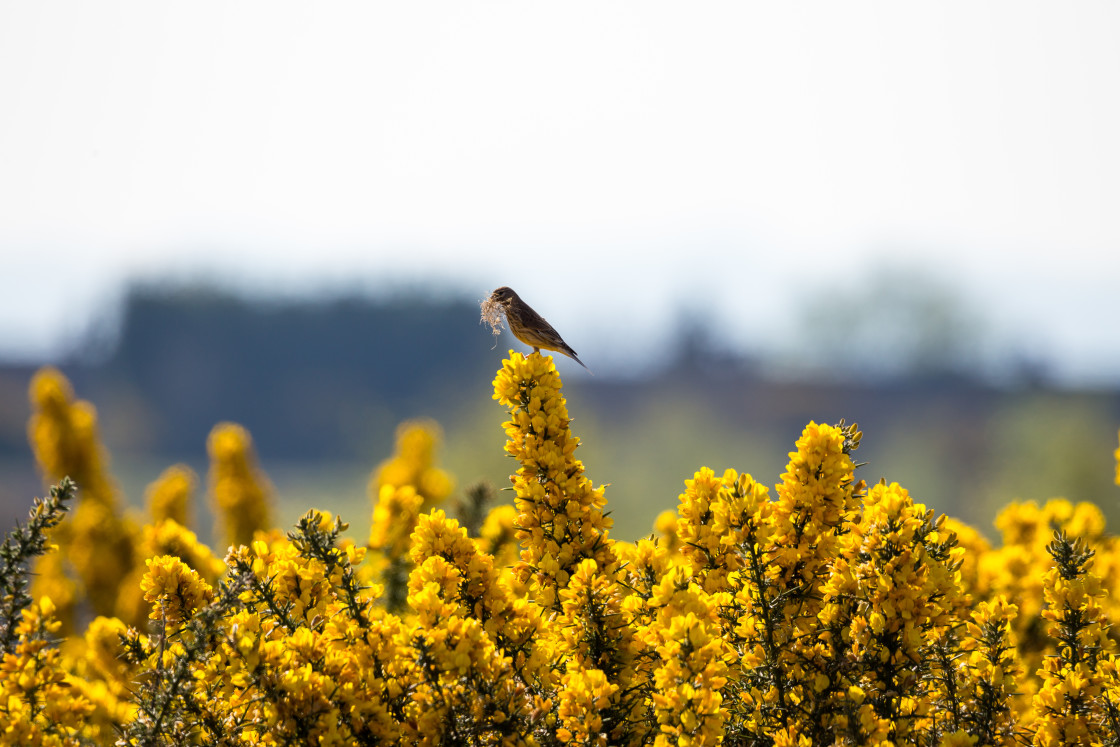 "Linnet" by Gordon England - $12.55 "Linnet" stock image