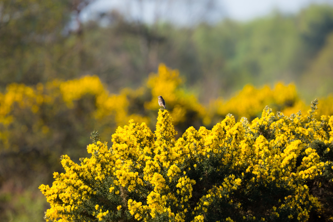 "Blooming Gorse with Stonechat" by Gordon England - $12.71 "Blooming Gorse with Stonechat" stock image