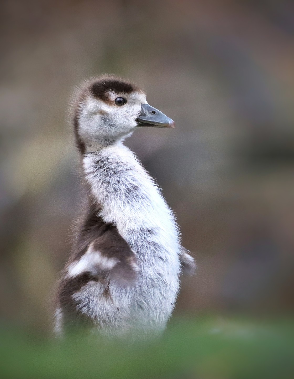 "Flapping Practice" stock image