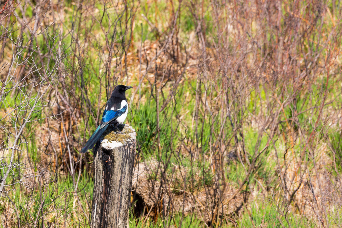 "Magpie on Lookout Post" by Gordon England - $12.55 "Magpie on Lookout Post" stock image