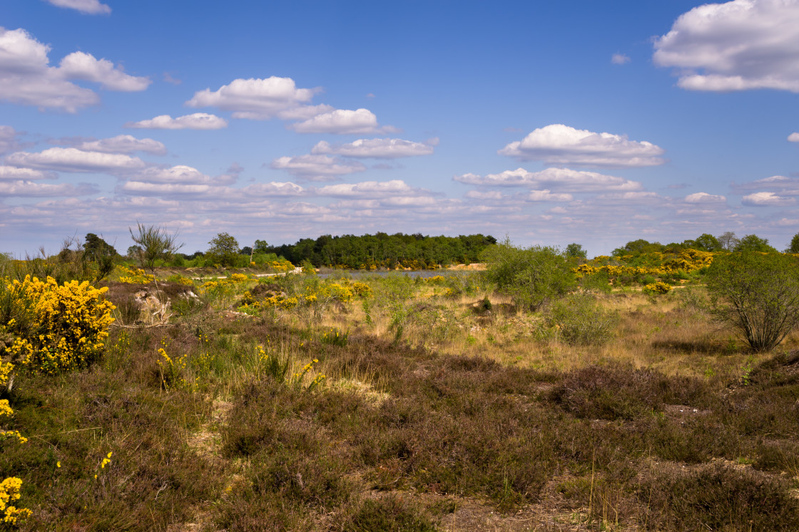 "Heathland Landscape" stock image