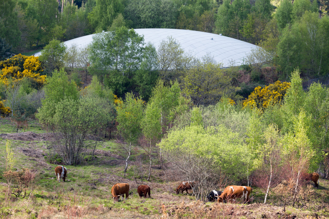 "Cattle Grazing by Reservoir Dome" stock image