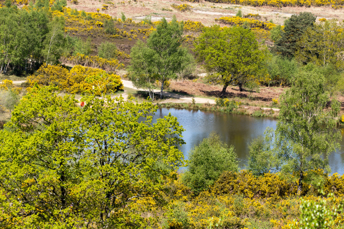 "Springtime at the Pond" stock image