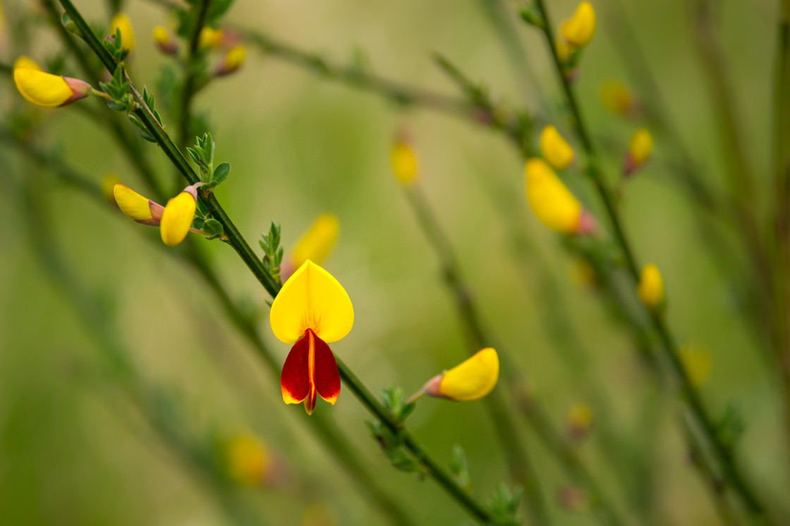 "Scot's Broom" stock image