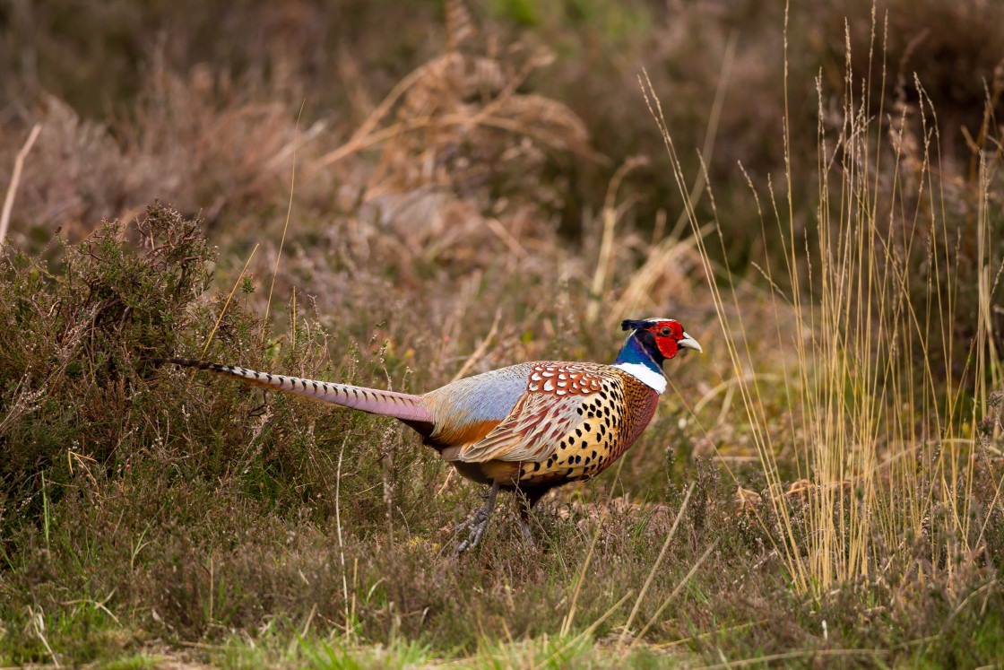 "Pheasant" stock image