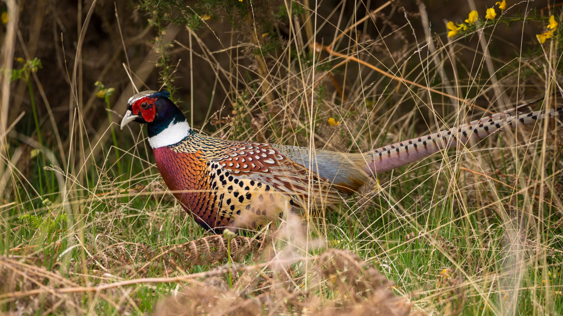 "Pheasant Cock" stock image