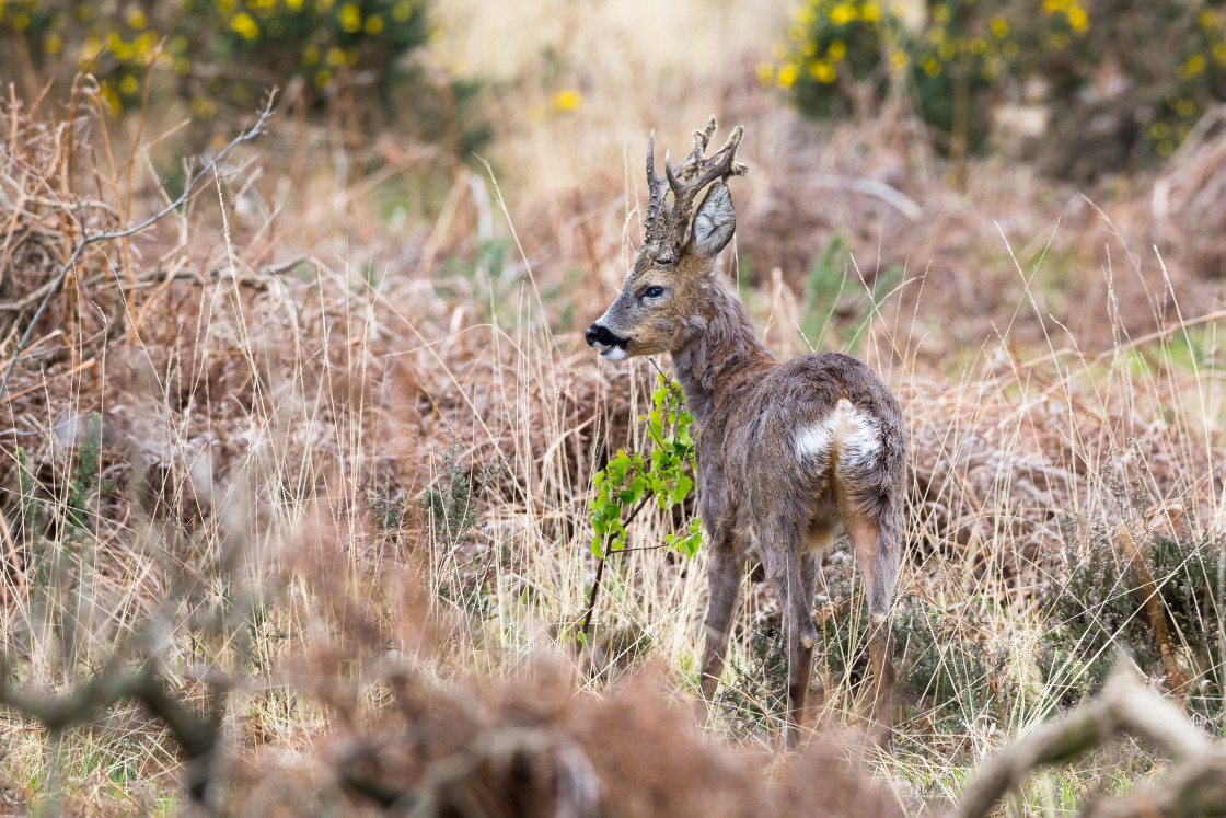 "Roebuck" by Gordon England - $12.56 "Roebuck" stock image