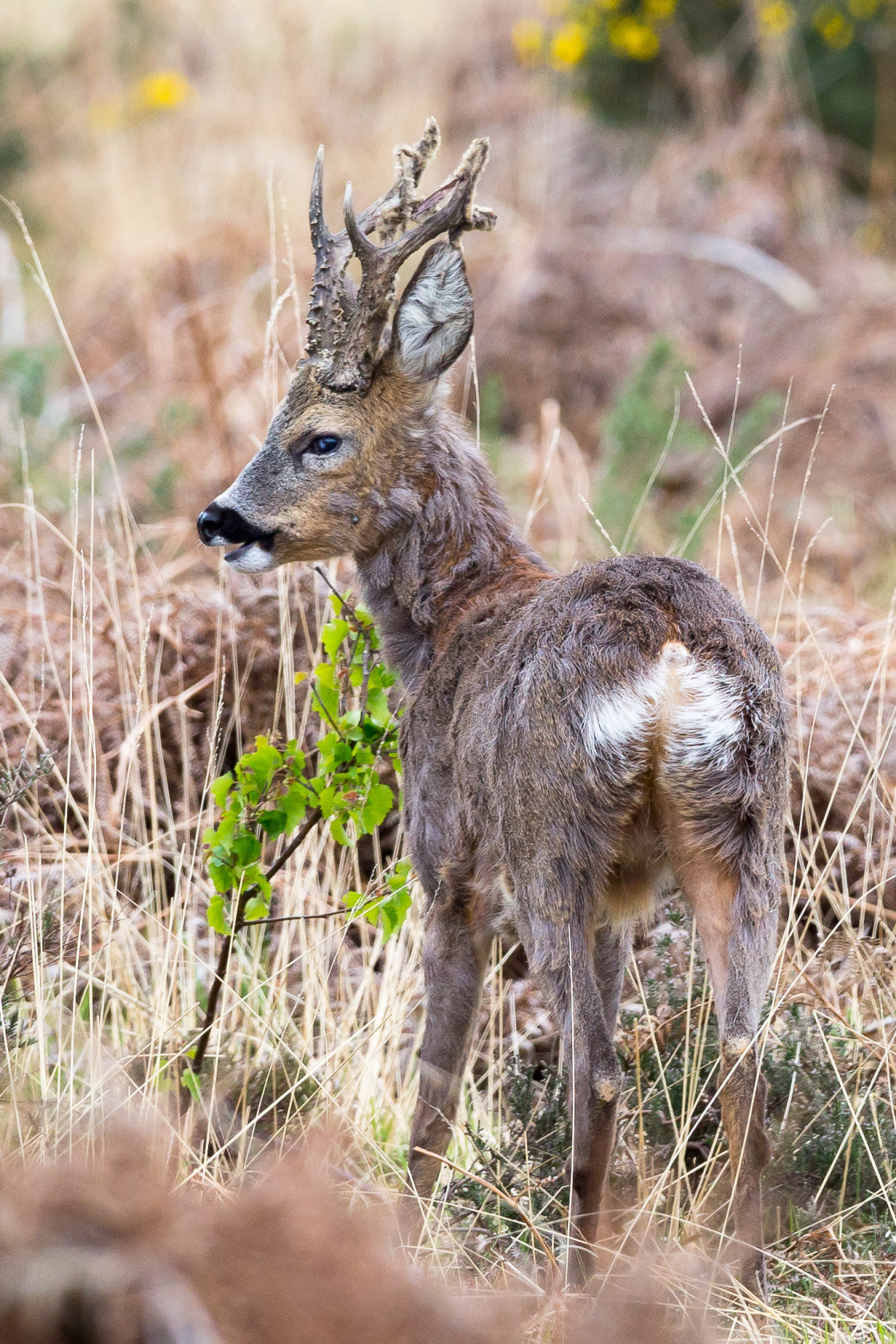 "Roebuck" stock image