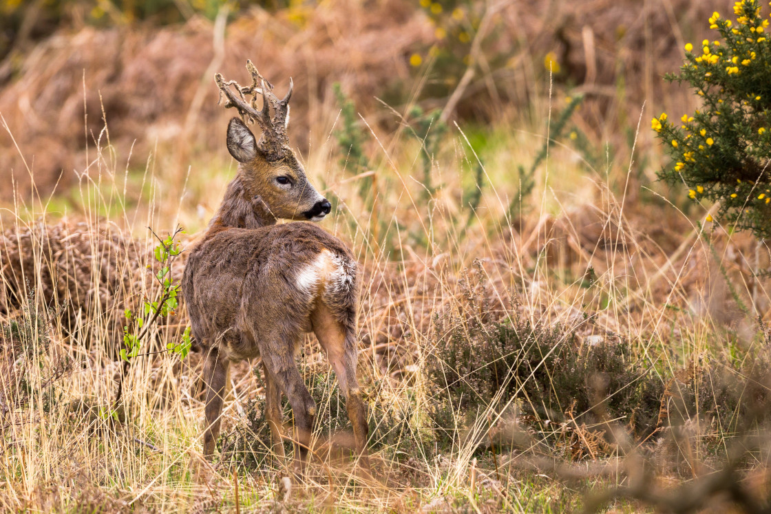 "Roebuck" by Gordon England - $12.56 "Roebuck" stock image