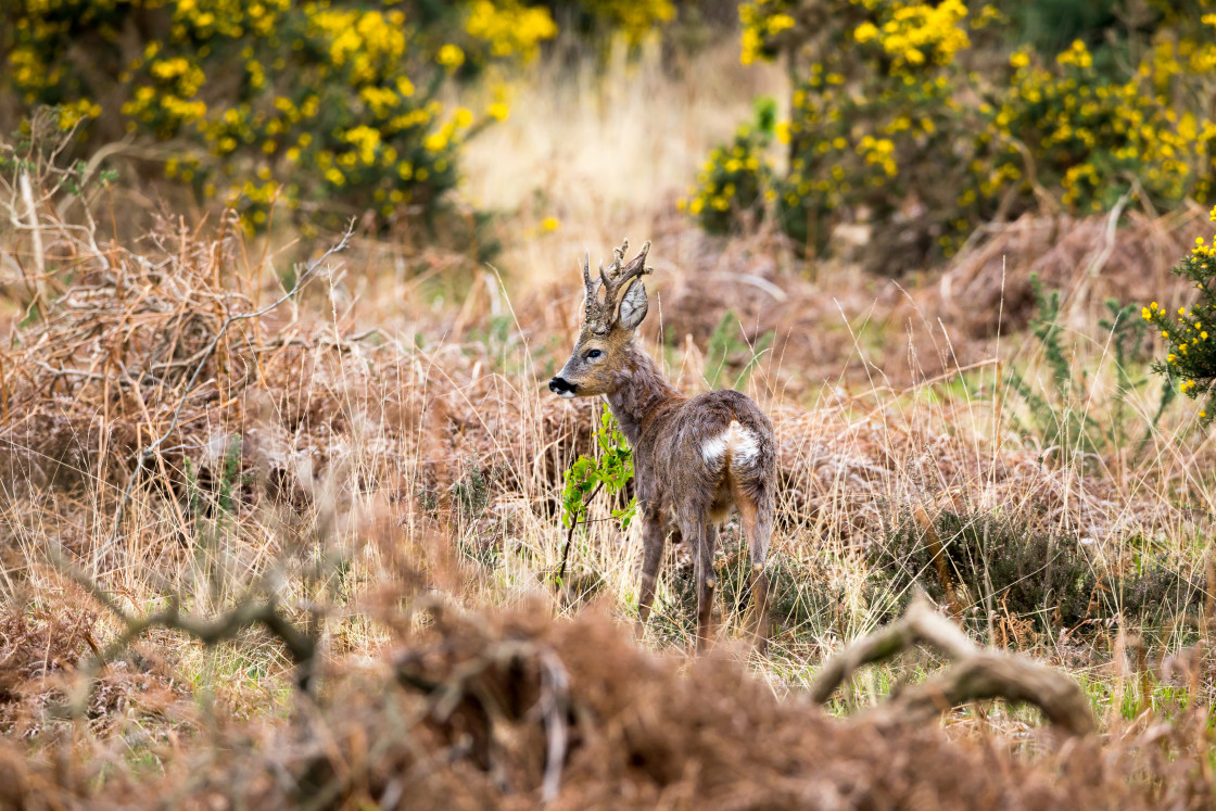 "Roebuck" stock image