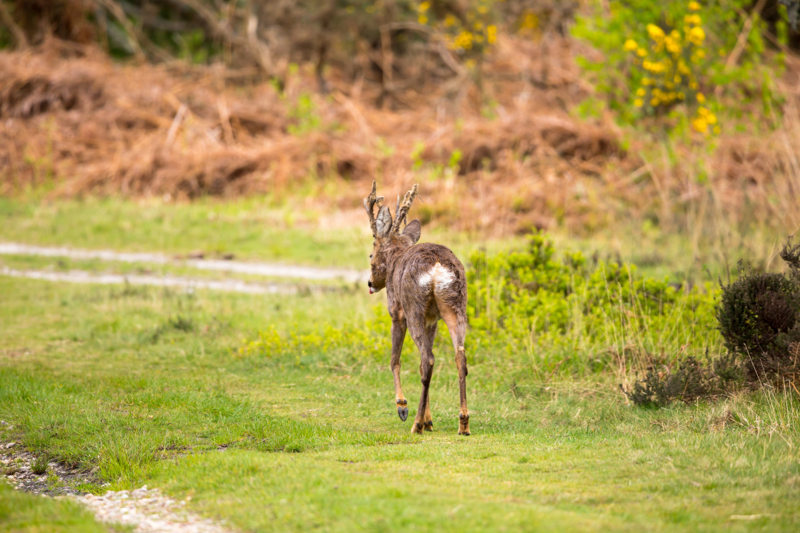 "Roebuck" stock image