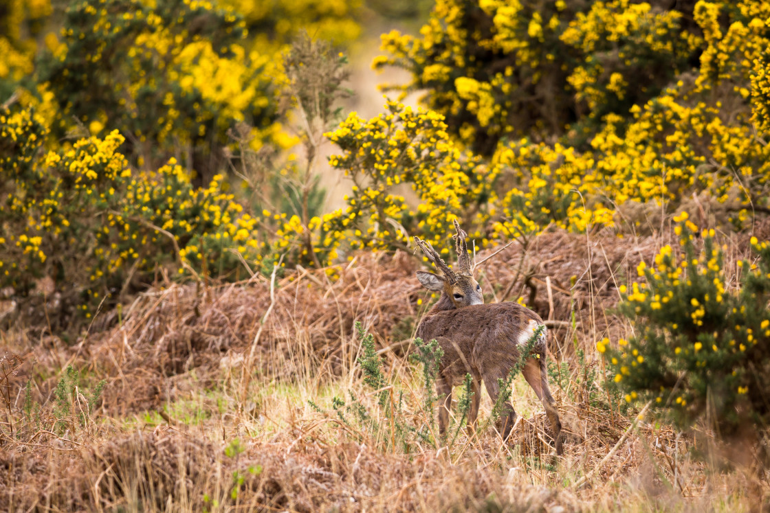 "Male Roe Deer" by Gordon England - $12.56 "Male Roe Deer" stock image