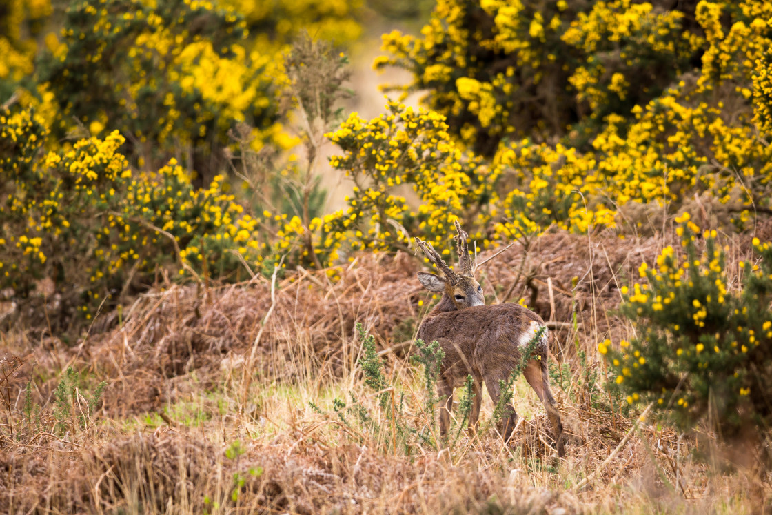 "Male Roe Deer" stock image