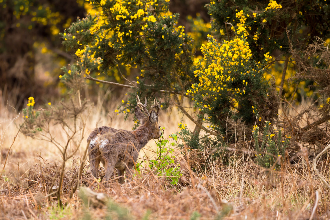 "Male Roe Deer" stock image