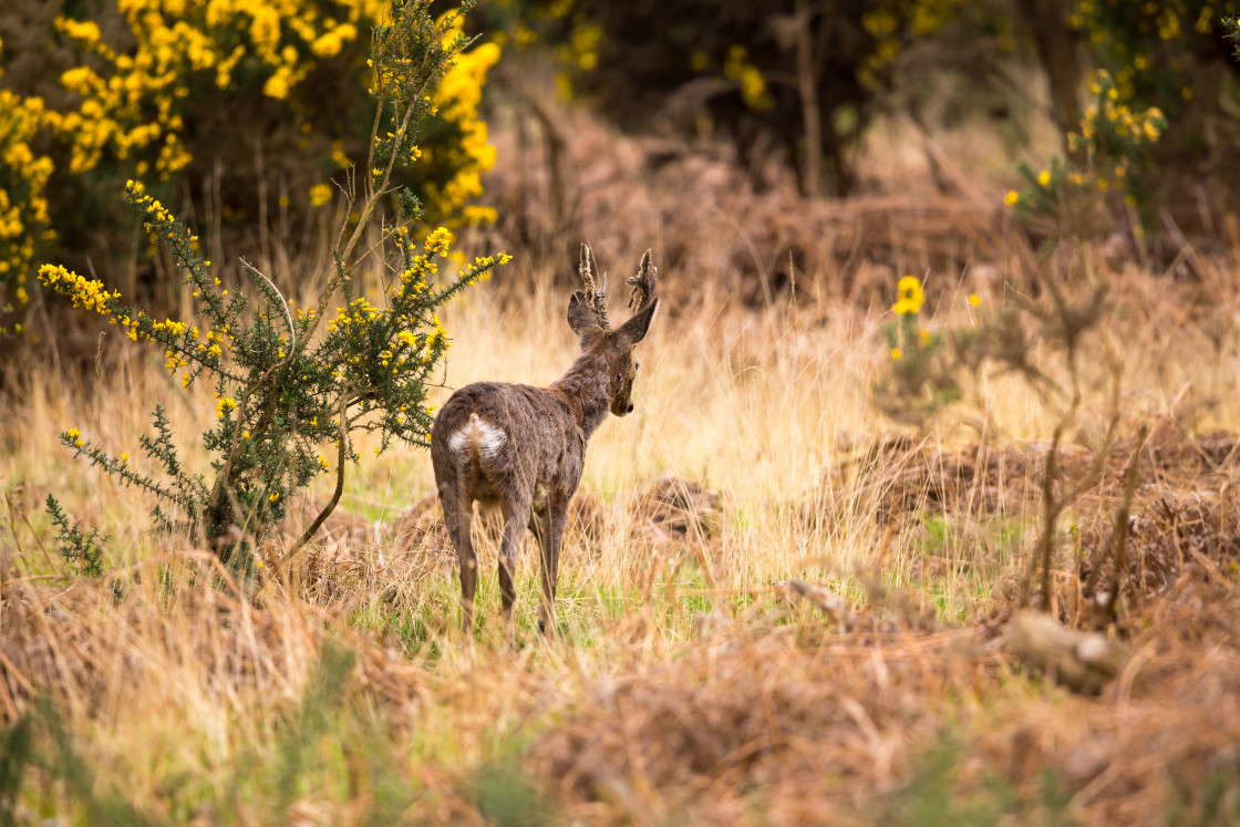 "Male Roe Deer" stock image