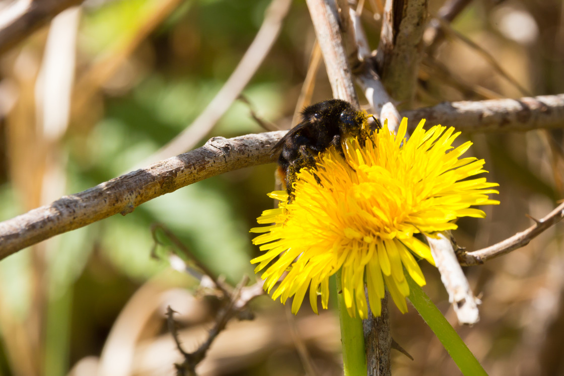 "Red-tailed Cuckoo Bee" stock image