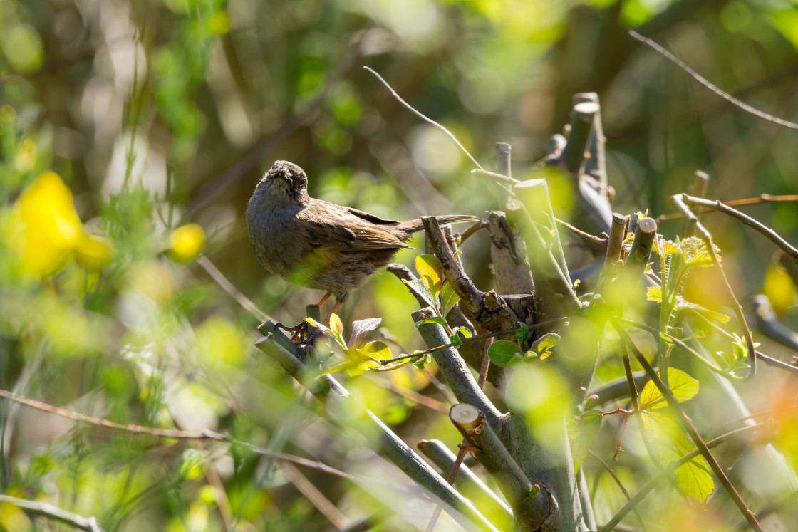 "Dunnock" stock image