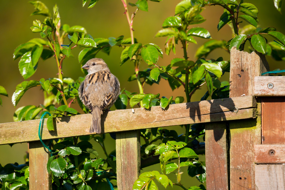 "House Sparrow" stock image