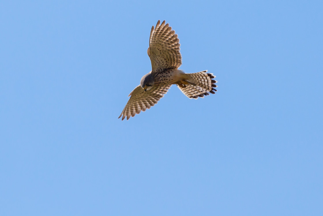 "Kestrel" by Gordon England - $12.57 "Kestrel" stock image