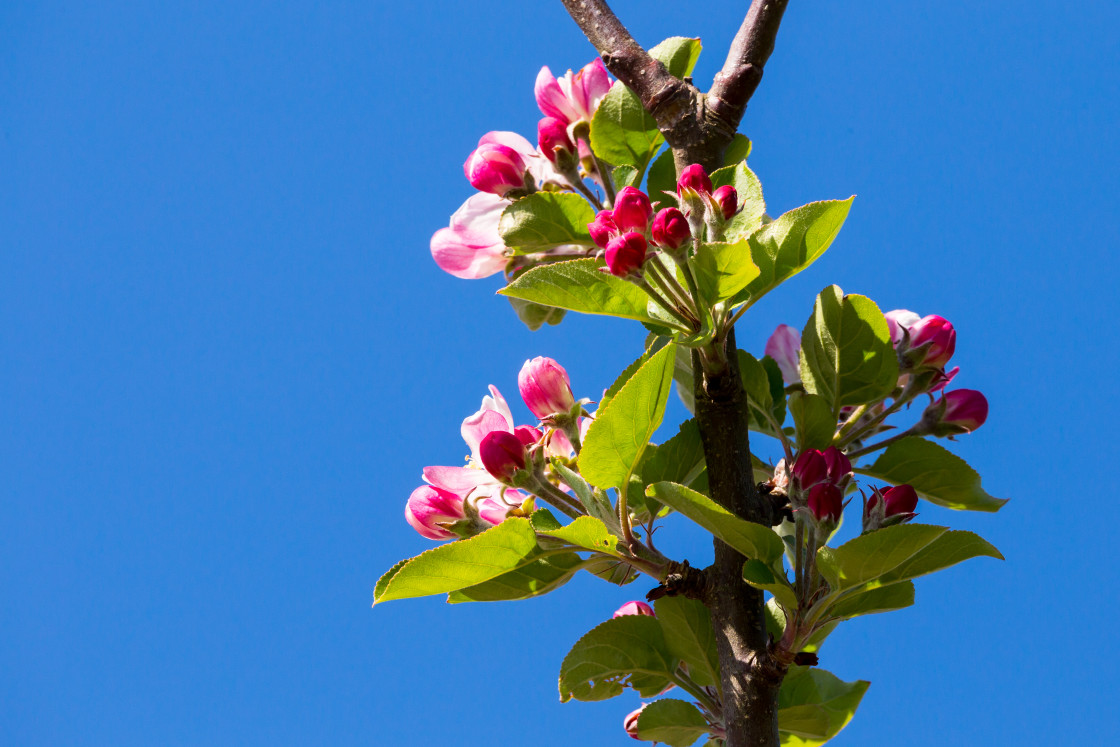 "Apple Blossom" stock image