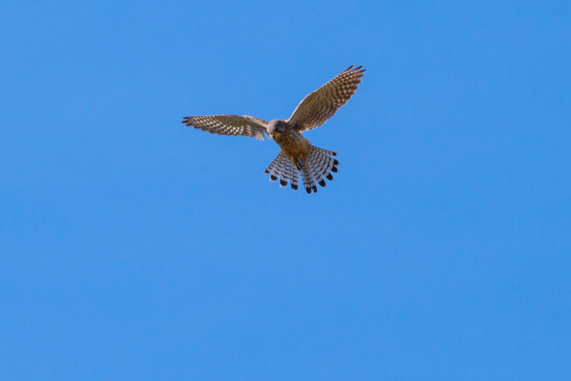 "Kestrel" by Gordon England - $12.55 "Kestrel" stock image