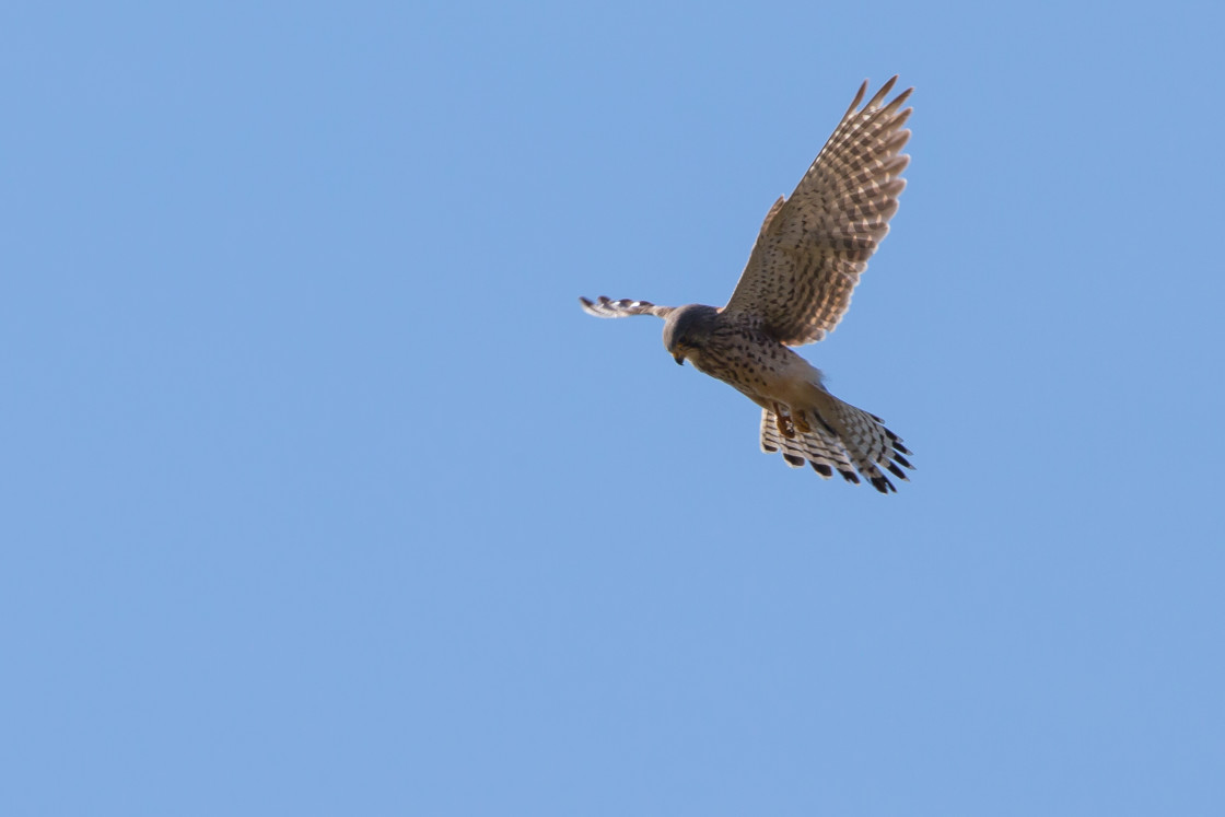 "Kestrel" by Gordon England - $12.71 "Kestrel" stock image