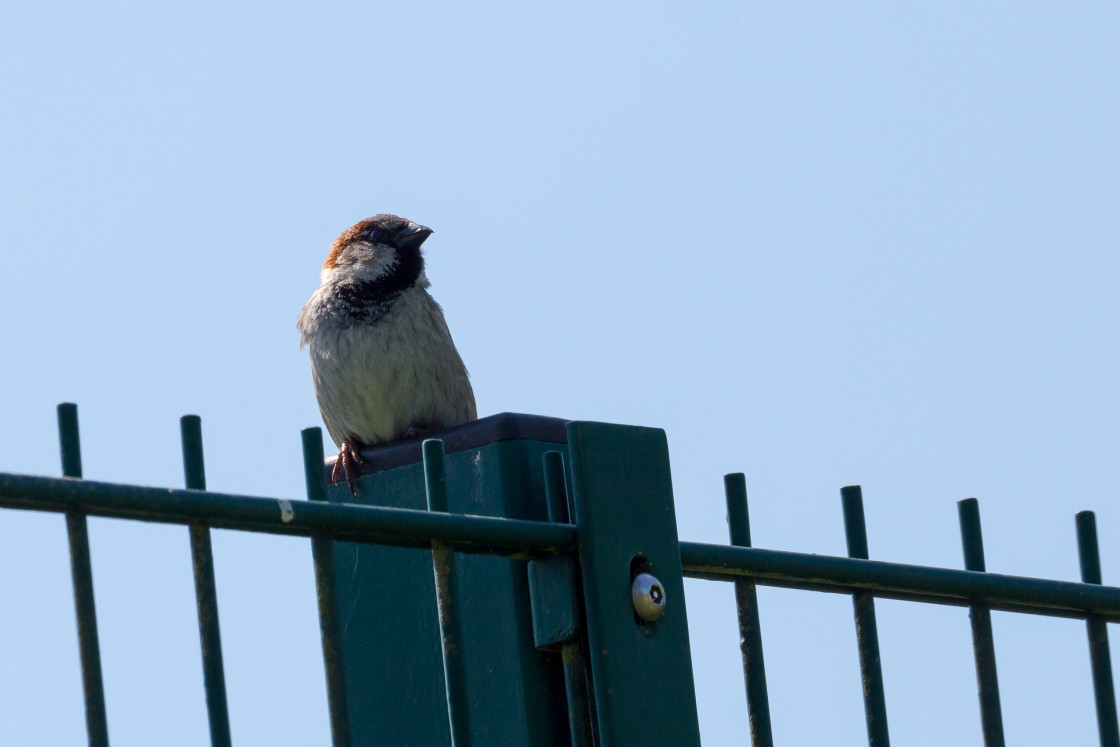 "House Sparrow" stock image