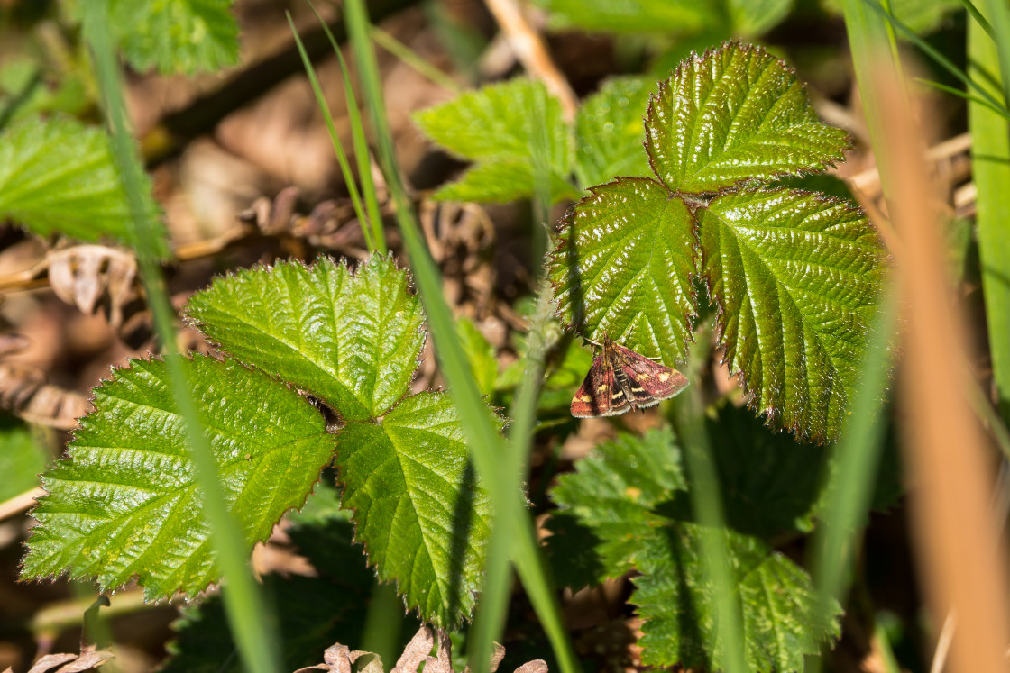 "Mint Moth" stock image