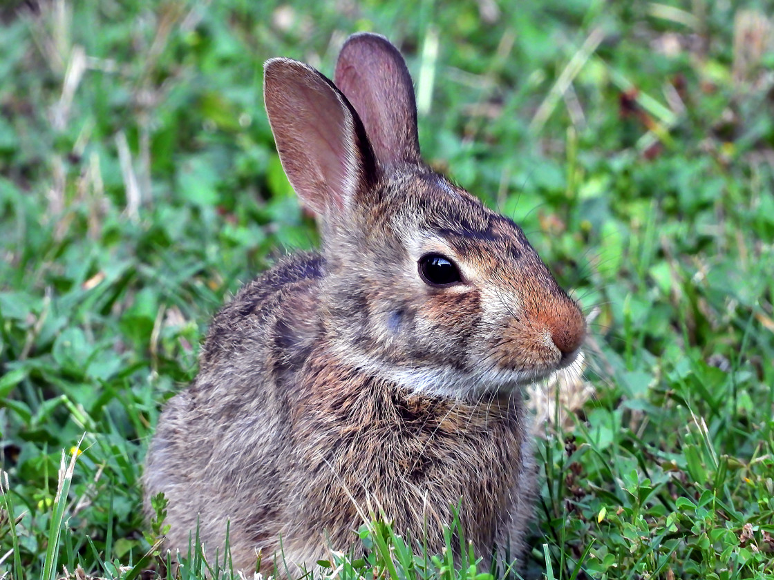 "Urban Wildlife" stock image