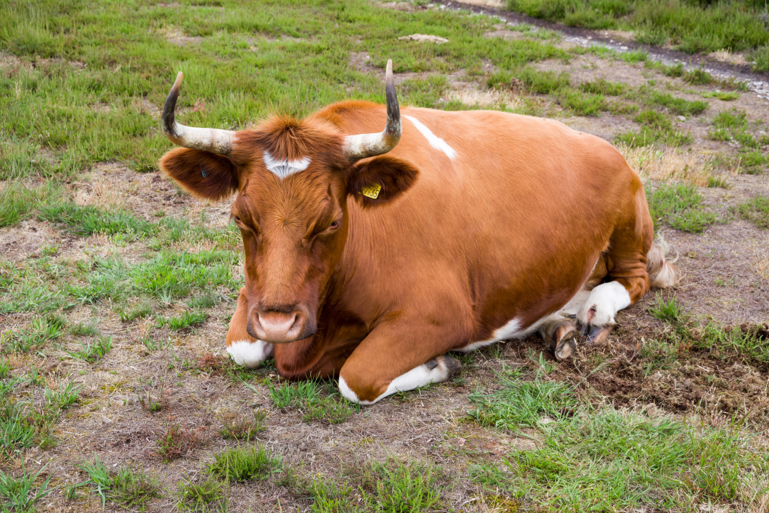 "Bullock Awake after Deep Sleep" stock image