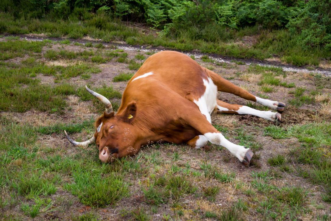 "Bullock Fast Asleep" stock image