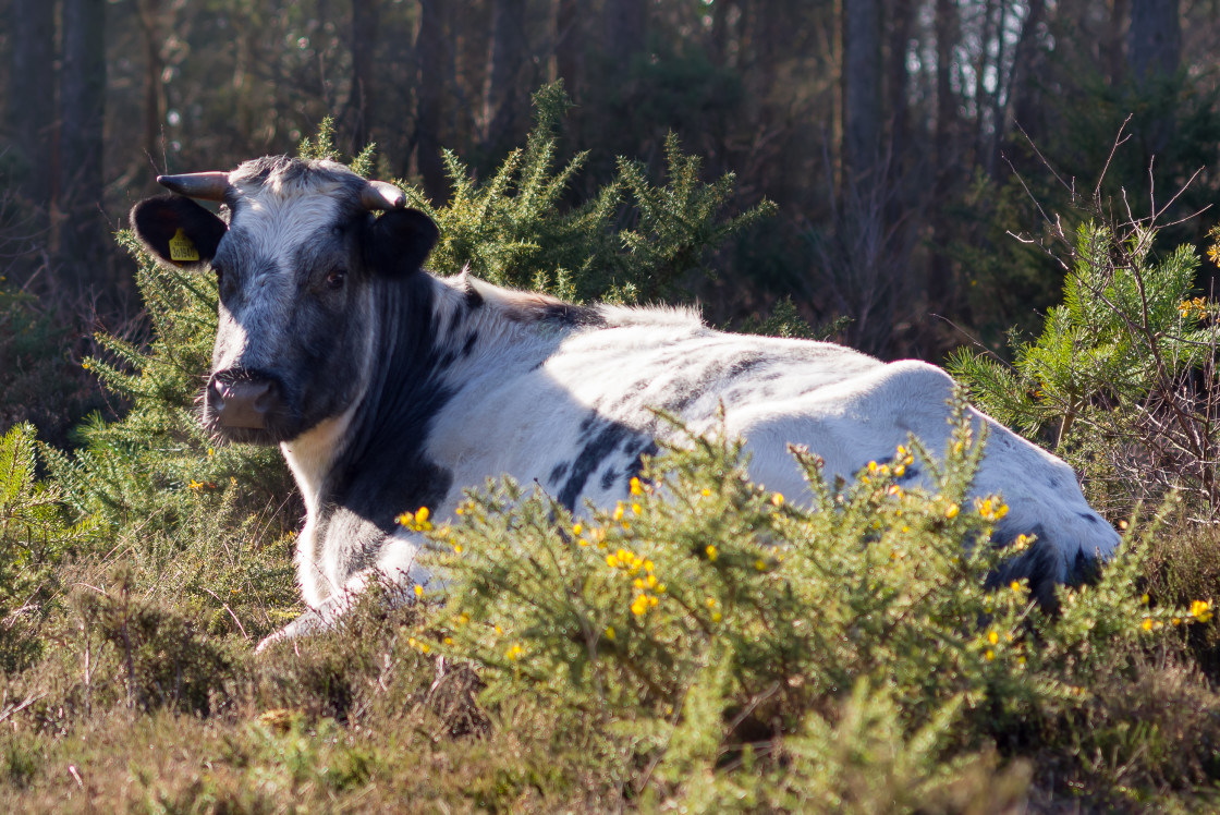 "Grey Cow Resting" stock image