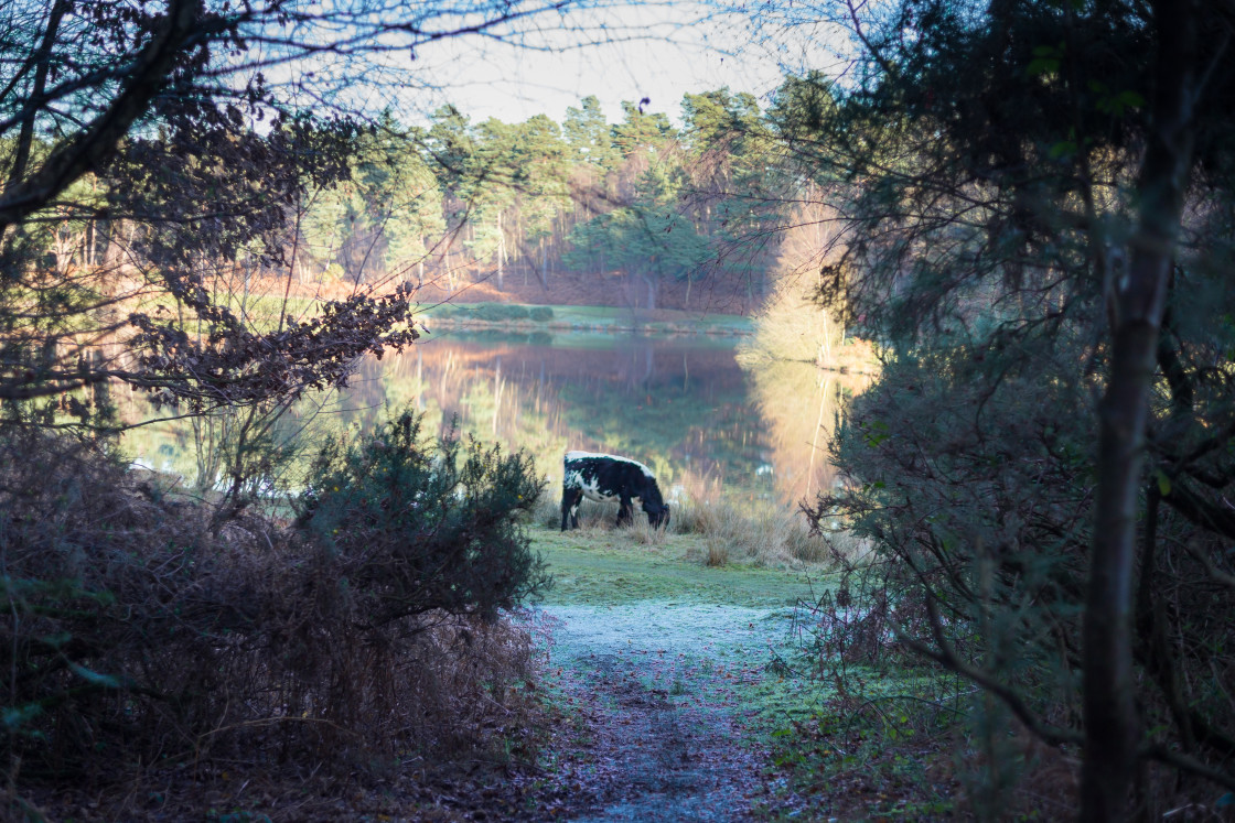 "Bourley Lake" stock image