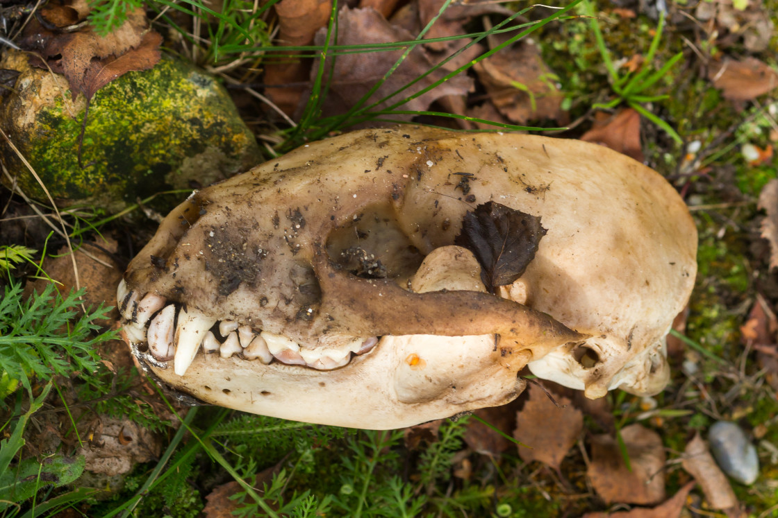 "Badger Skull Bone" stock image