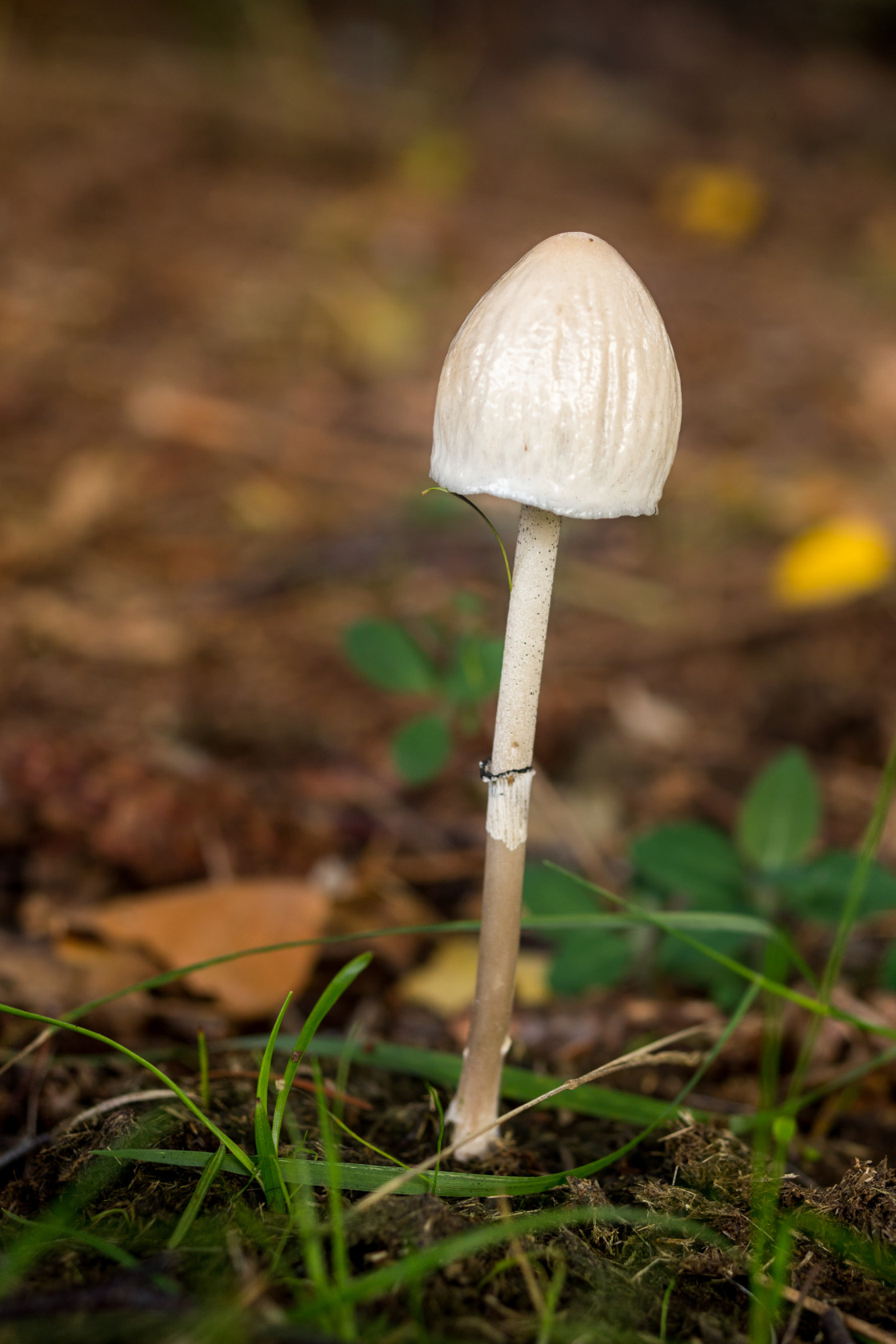 "Egghead Mottlegill Fungus" stock image