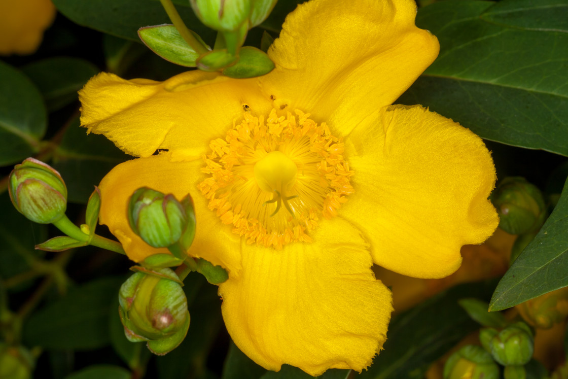 "Hypericum Flower" stock image