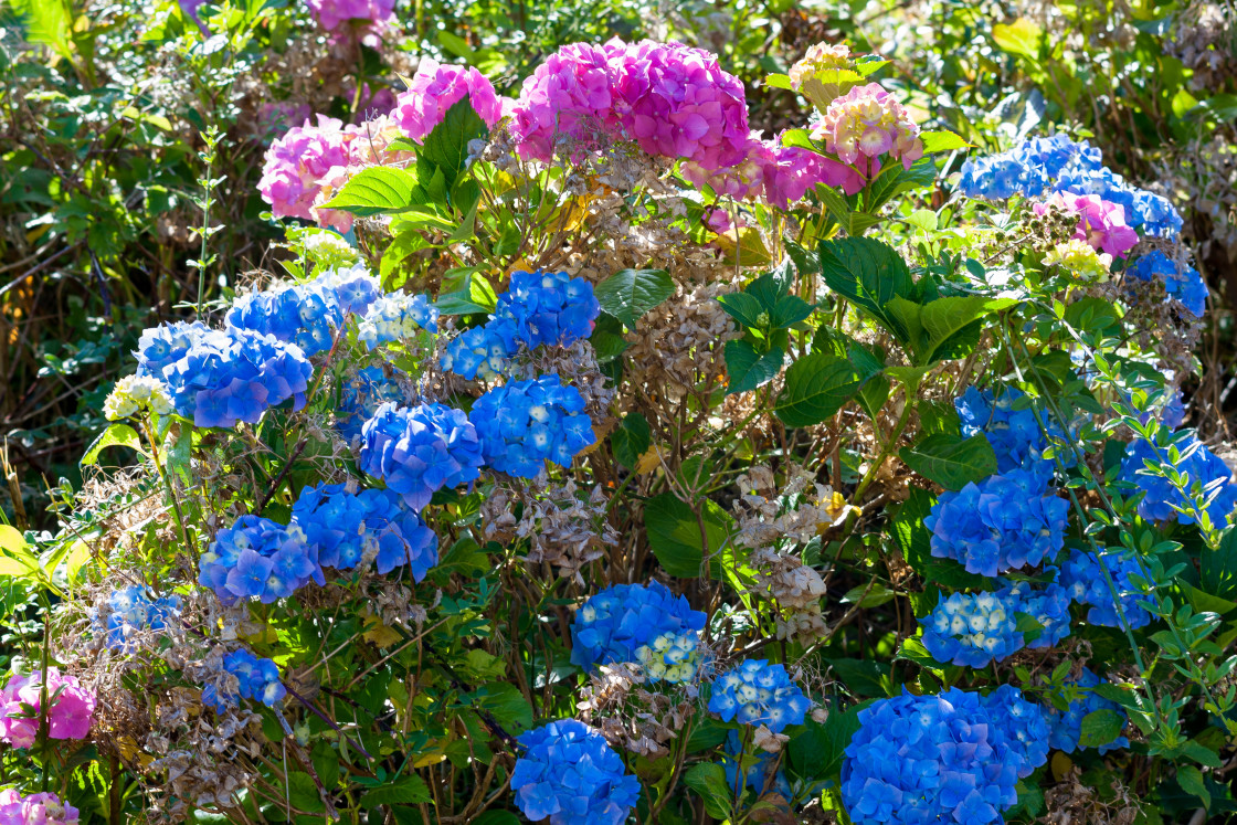 "Hydrangea Plant" stock image