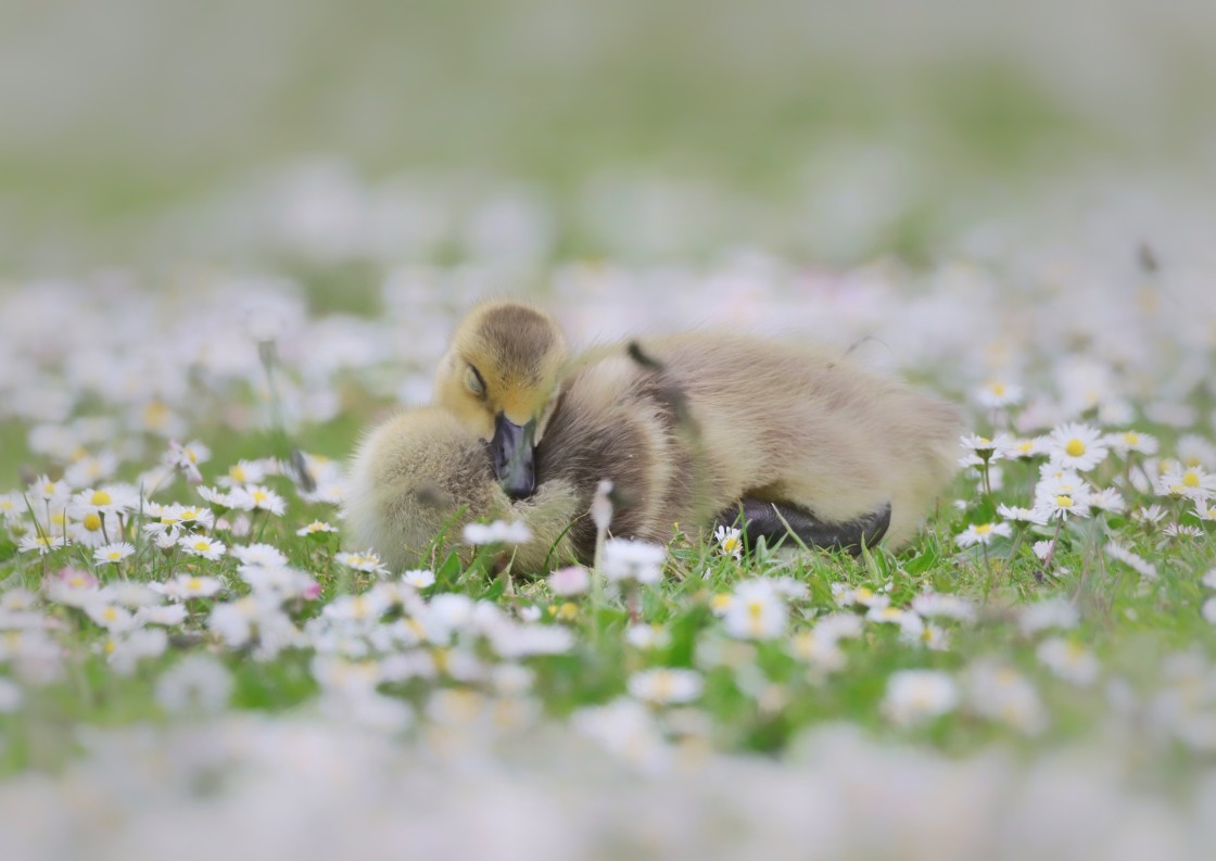 "Dozing in the Daisies" stock image