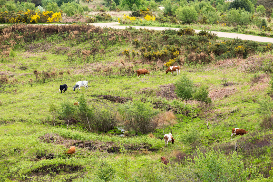 "Heathland Conservation Grazing" stock image