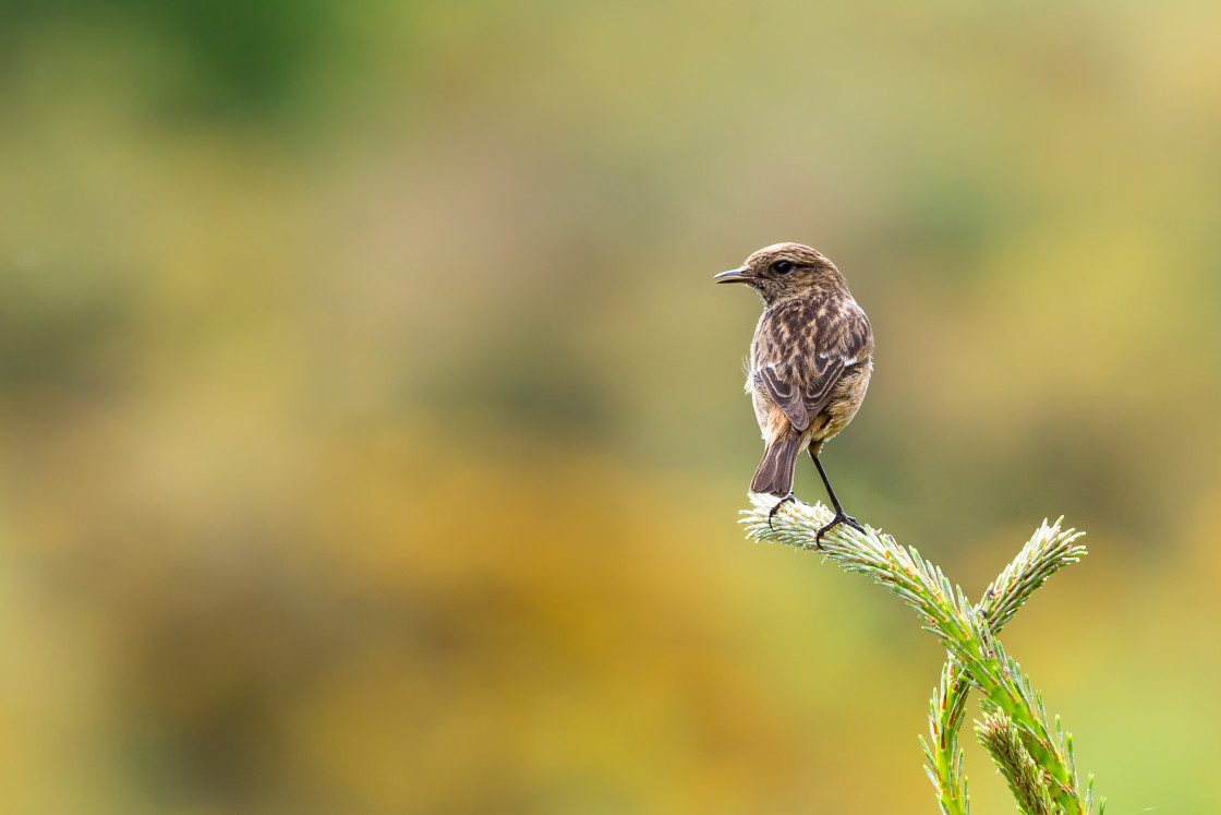 "Stonechat Bird" by Gordon England - $12.55 "Stonechat Bird" stock image