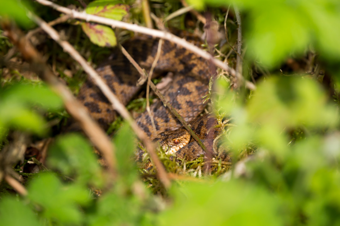 "Adder Snake" stock image