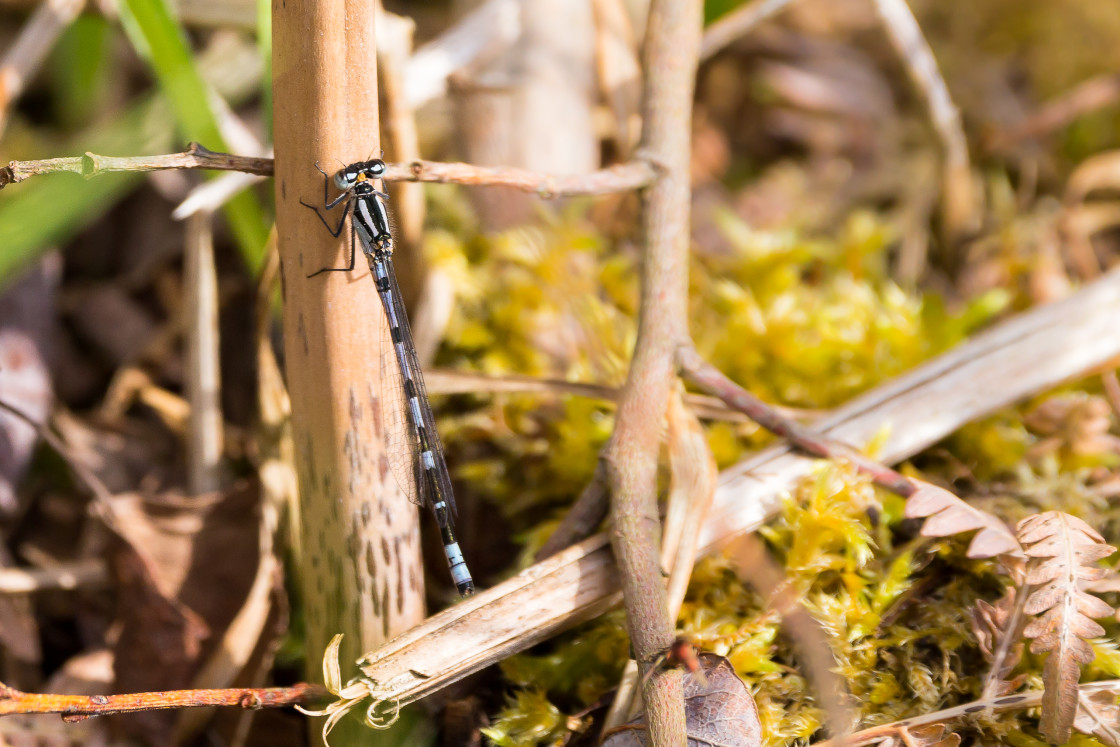 "Immature Male Common Blue Damselfly" stock image