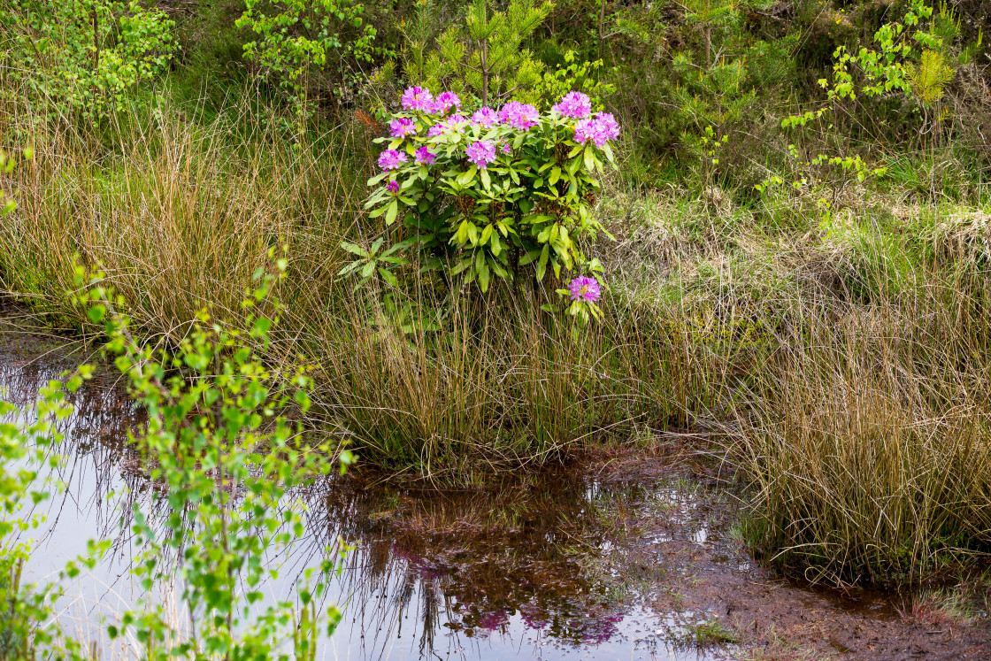 "Rhododendron" stock image